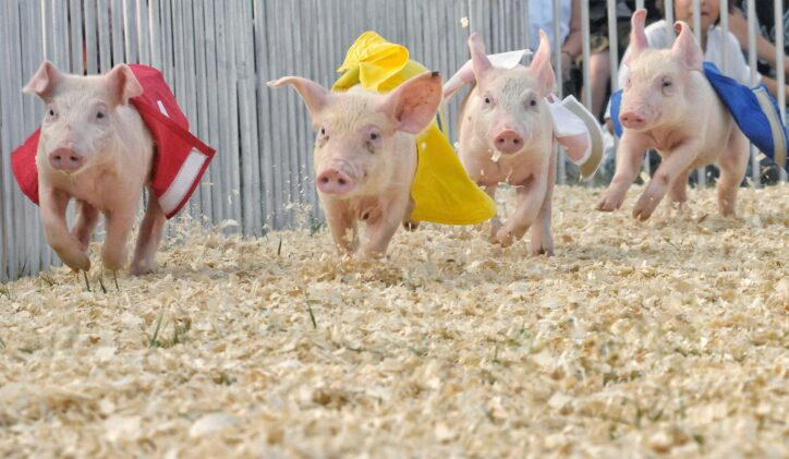 state fairs